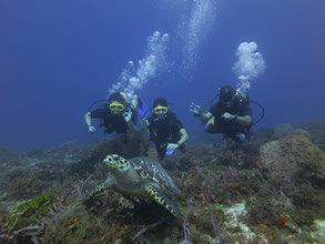 Eco Divers Cozumel