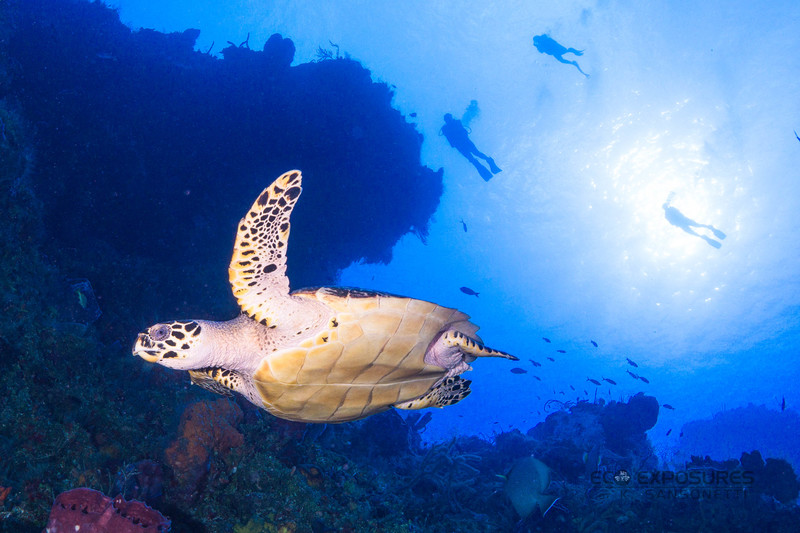 Colombia Shallows